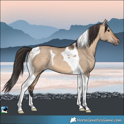 Horse Color:Bay Dun Tobiano