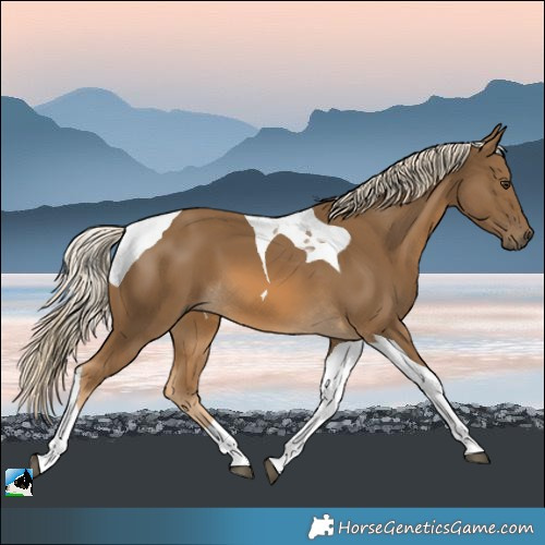 Horse Color:Chocolate Palomino Tobiano