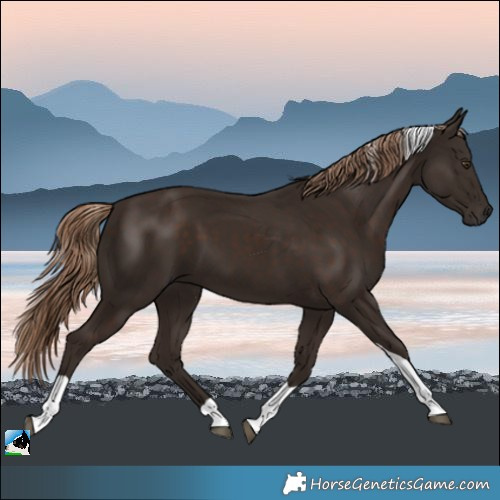 Horse Color:Liver Chestnut Tobiano