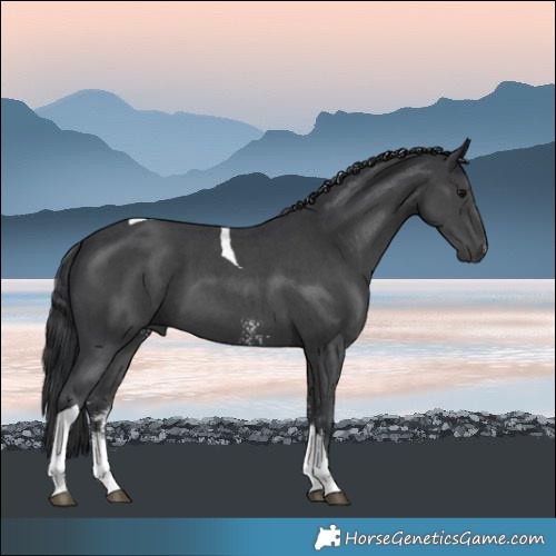 Horse Color:Black Sabino Tobiano 