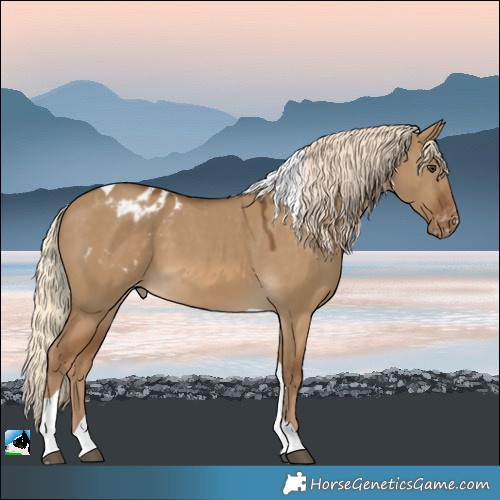 Horse Color:Chocolate Palomino Dun Tobiano Appaloosa