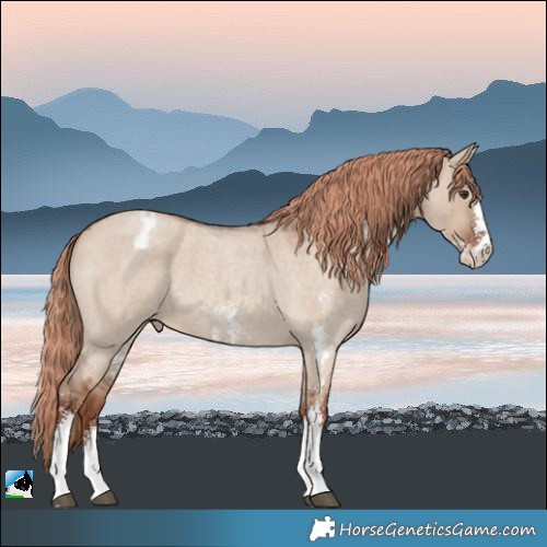Horse Color:Red Dun Roan Sabino Appaloosa