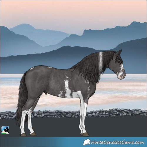 Horse Color:Smoky Black Sabino Tobiano Rabicano
