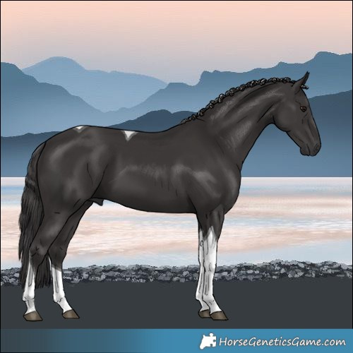 Horse Color:Smoky Black Tobiano 