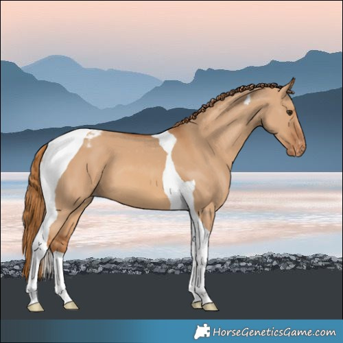 Horse Color:Red Dun Tobiano Appaloosa