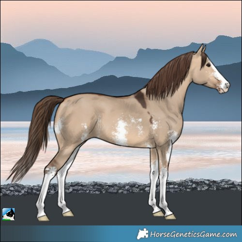Horse Color:Bay Dun Sabino Appaloosa