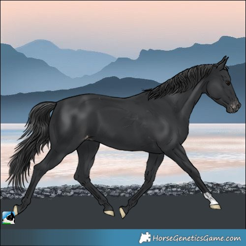 Horse Color:Black Appaloosa