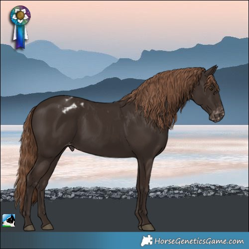 Horse Color:Liver Chestnut Appaloosa 