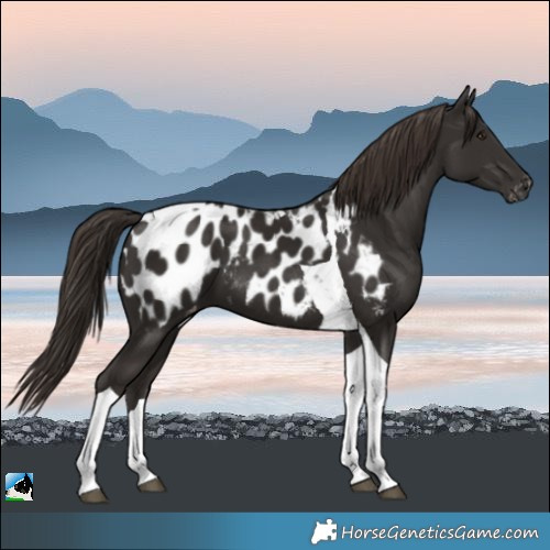 Horse Color:Liver Chestnut Tobiano Appaloosa