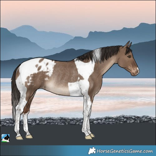 Horse Color:Liver Red Dun Tobiano Appaloosa Rabicano