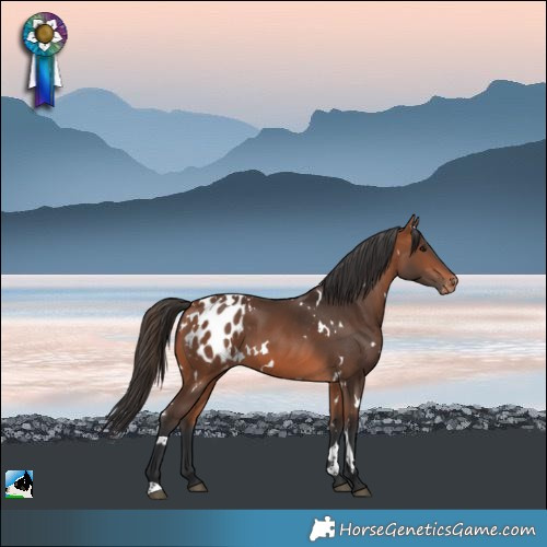 Horse Color:White Spotted Bay Appaloosa 