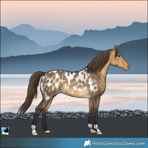 Horse Color:Buckskin Dun Appaloosa Rabicano 