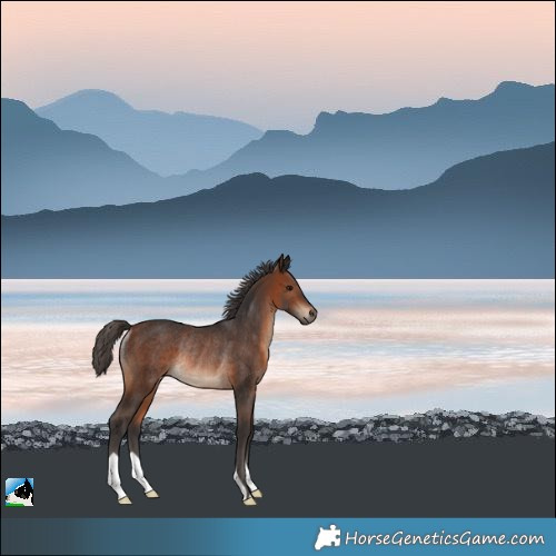 Horse Color:Brown Rabicano 