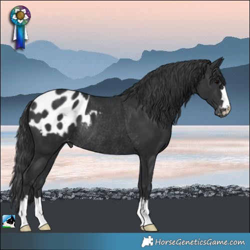 Horse Color:Black Appaloosa Rabicano