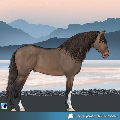 Horse Color:Brown Dun Varnish