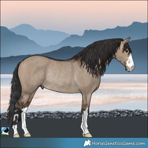 Horse Color:Brown Dun Rabicano