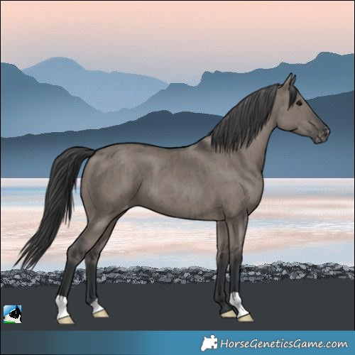 Horse Color:Grullo Appaloosa Brindle