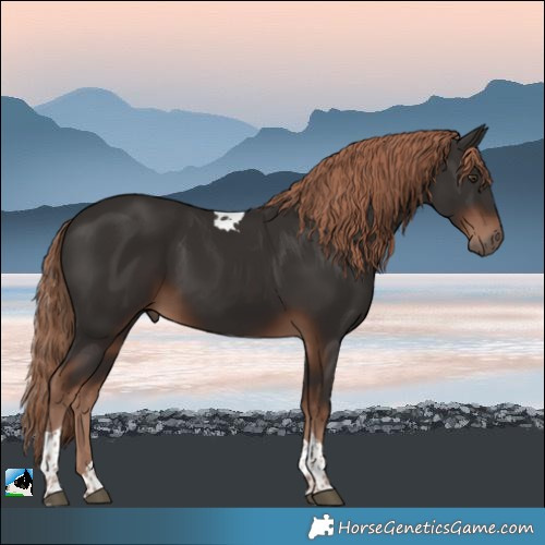 Horse Color:Liver Chestnut Tobiano