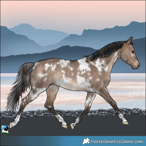 Horse Color:White Spotted Brown Dun Rabicano