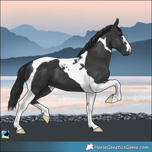 Horse Color:Black Tobiano 