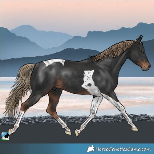 Horse Color:Liver Chestnut Tobiano Rabicano 