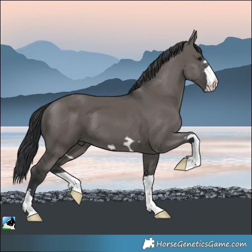Horse Color:Grullo