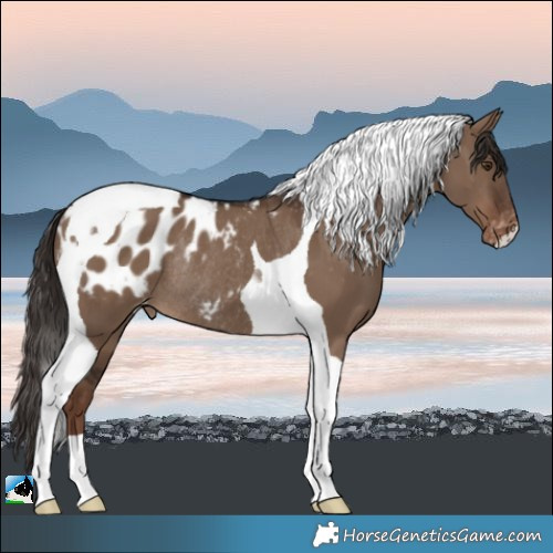 Horse Color:Liver Red Dun Tobiano Blanket Rabicano