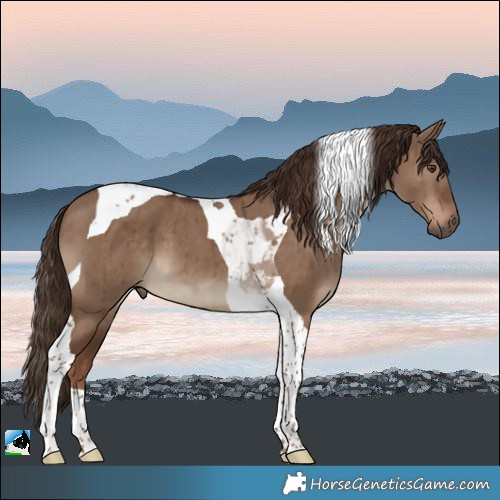 Horse Color:Liver Red Dun Tobiano Brindle 
