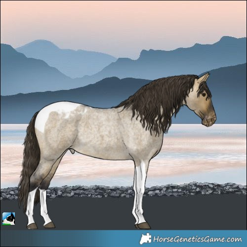 Horse Color:Buckskin Roan Dun Tobiano Varnish Rabicano