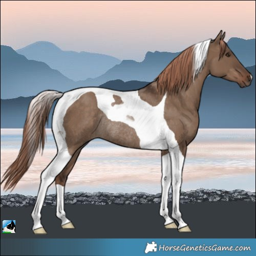 Horse Color:Liver Red Dun Tobiano Rabicano 