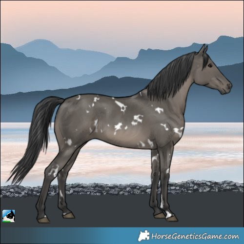 Horse Color:White Spotted Grullo