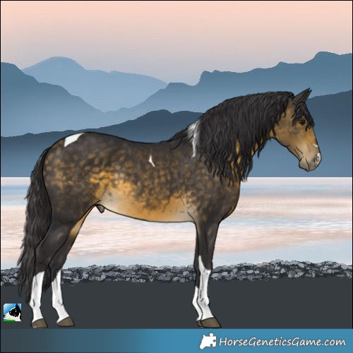Horse Color:Buckskin Tobiano Rabicano 