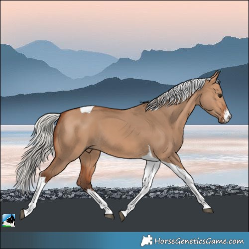Horse Color:White Spotted Silver Bay Dun Tobiano