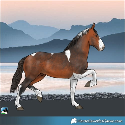 Horse Color:White Spotted Bay Tobiano