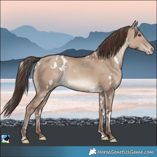 Horse Color:White Spotted Classic Champagne Dun Rabicano