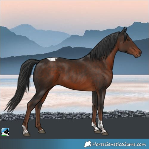 Horse Color:Liver Chestnut Tobiano Rabicano 