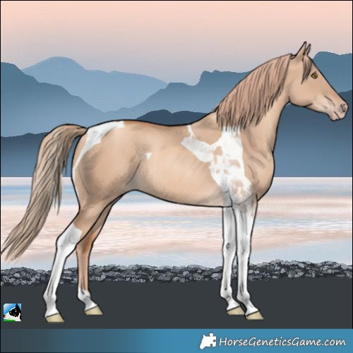 Horse Color:Gold Champagne Dun Tobiano Rabicano 