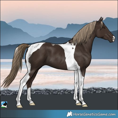 Horse Color:Liver Chestnut Tobiano