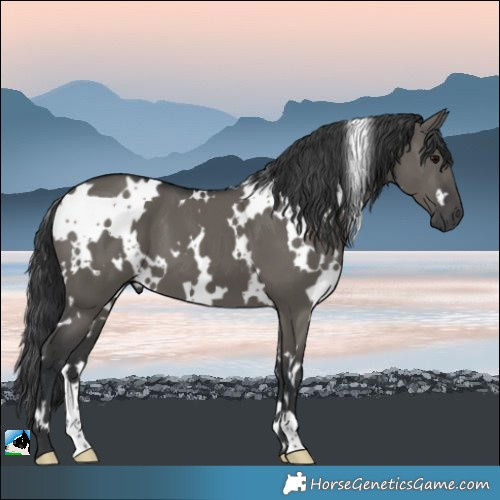 Horse Color:White Spotted Grullo