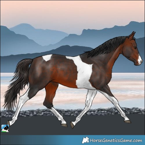 Horse Color:White Spotted Bay Tobiano 