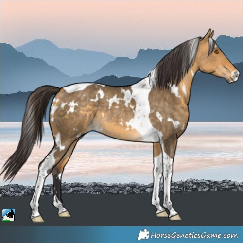 Horse Color:White Spotted Buckskin Dun Tobiano