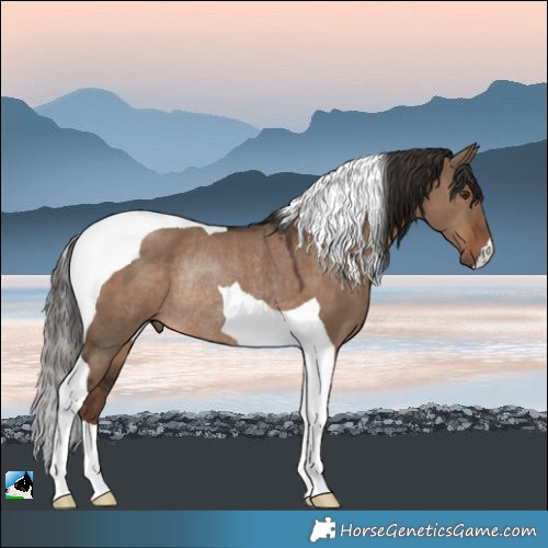 Horse Color:Liver Red Dun Tobiano Rabicano