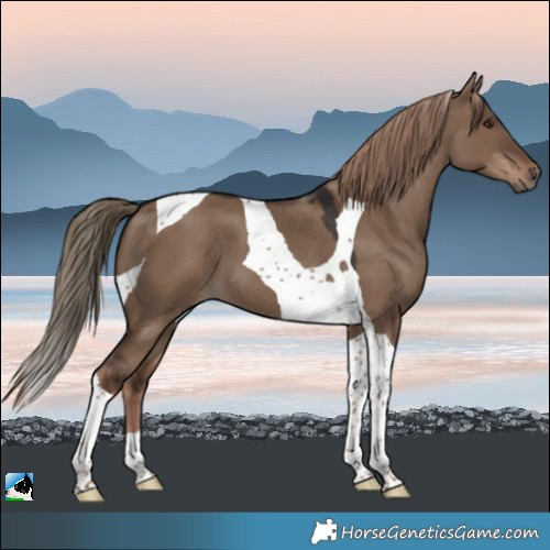 Horse Color:Liver Red Dun Tobiano 