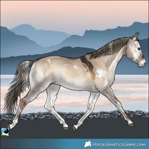 Horse Color:White Spotted Liver Red Dun Onyx 