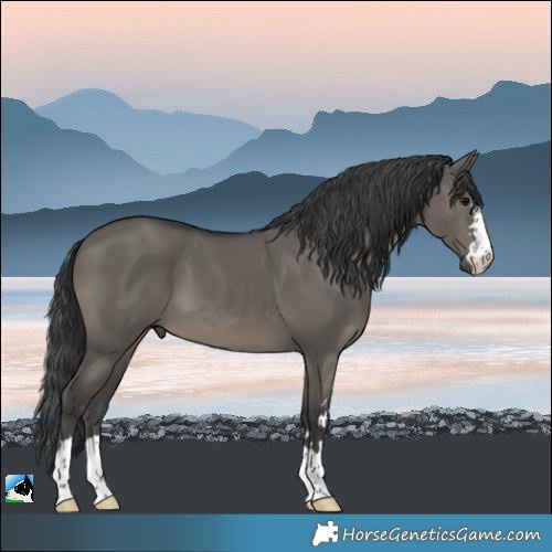 Horse Color:Grullo 