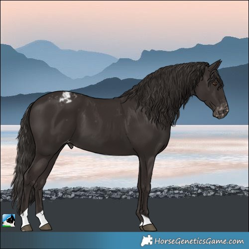 Horse Color:Liver Chestnut Tobiano Appaloosa 