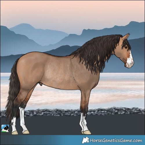Horse Color:Bay Dun Rabicano 