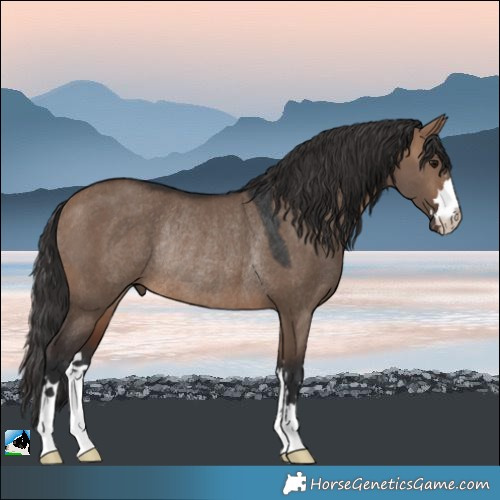 Horse Color:Brown Dun Rabicano 