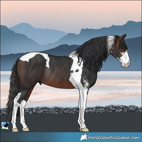 Horse Color:Brown Sabino Tobiano Rabicano 