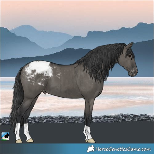 Horse Color:Grullo Appaloosa Brindle